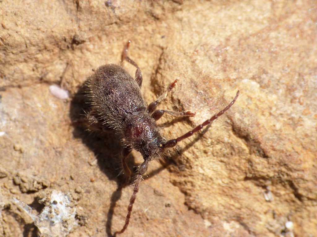 Parmena sp.